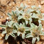 Filago lusitanica Habitatea