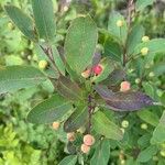 Ilex mucronata फल