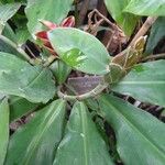 Costus spiralis Blatt