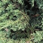 Juniperus horizontalisList