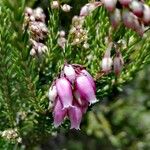 Erica terminalisFlor