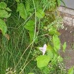 Calystegia sepiumLeaf