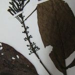 Isertia spiciformis Other