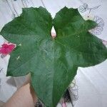 Luffa cylindrica برگ