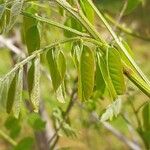 Amorpha ouachitensis Leaf