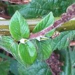 Achyranthes aspera Leaf