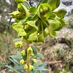 Euphorbia characiasFleur