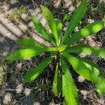 Anacardium excelsum Лист