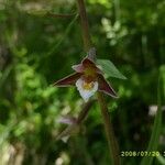 Epipactis palustris Flower