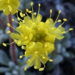 Eriogonum caespitosum Квітка
