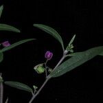 Polygala persicariifolia Хабит