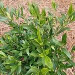 Sarcococca coriaceaLeaf