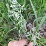 Ornithogalum boucheanum Flower