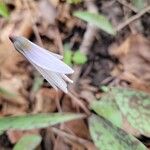 Erythronium albidumFlower