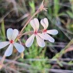 Pelargonium quinquelobatum Flors