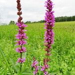 Lythrum salicaria Blomst