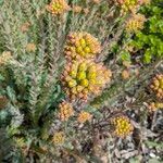 Petrosedum montanum Blüte