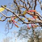 Dendrophthoe falcata Flower