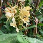 Hedychium flavescens Blüte