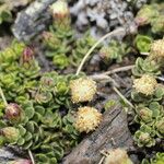 Baccharis alpina Flower