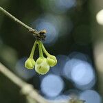 Garcinia kola Flower