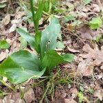 Platanthera bifolia Folla