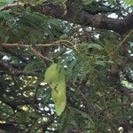 Albizia harveyi Hàbitat