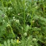 Camelina sativa Ffrwyth