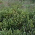 Myrica gale Habit