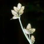 Fuirena pubescens Flower