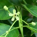 Ekebergia capensis 花