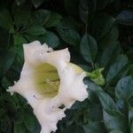 Solandra grandiflora Blad