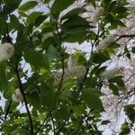 Prunus ssiori Flower