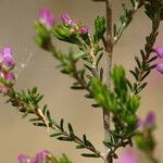 Erica umbellata Leaf