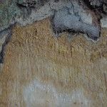 Pericopsis elata Corteccia