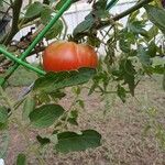 Solanum lycopersicumMeyve