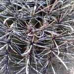 Ferocactus wislizeni বাকল