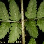 Dryopteris remota Liść