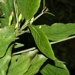 Ruellia stemonacanthoides برگ