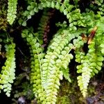 Asplenium viride Blatt