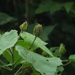 Hibiscus platanifolius Yaprak