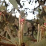 Phragmanthera eminii Flor