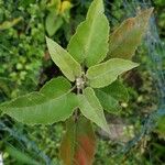 Croton mauritianus Leht