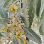 Elaeagnus angustifolia Λουλούδι