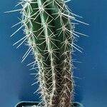 Pachycereus pecten-aboriginum Hábito