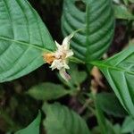 Palicourea longiinvolucrata Flower