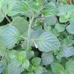 Clinopodium grandiflorum Blatt