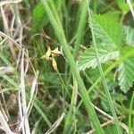 Carex pulicaris Blomma