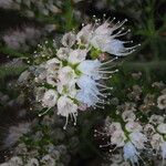 Echium strictum Flower