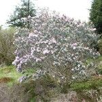 Rhododendron oreotrephes Habit